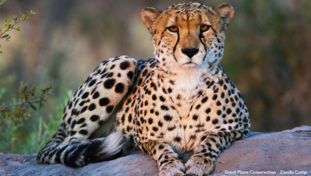 Cheetah stare Great Plains Conservation